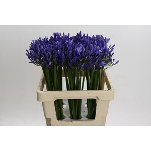 Agapanthus Uri