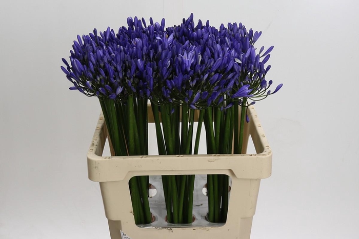 <h4>Agapanthus Uri</h4>