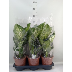 Dieffenbachia seg. 'Tropic Snow'