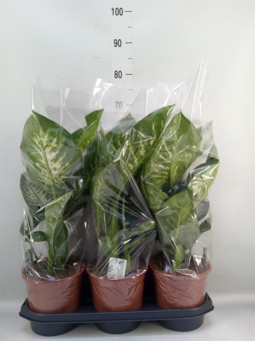 <h4>Dieffenbachia seg. 'Tropic Snow'</h4>