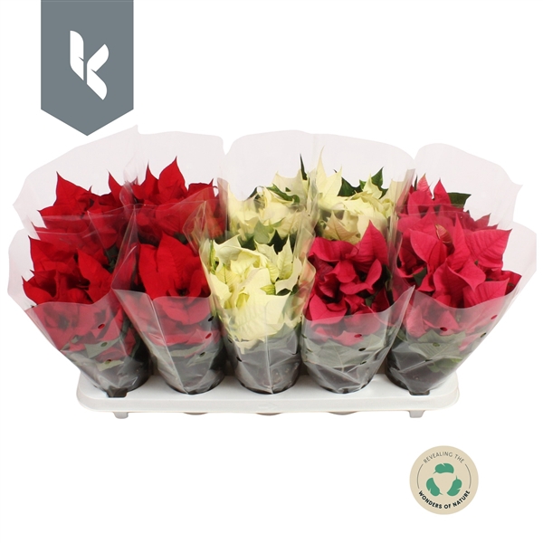 <h4>Euphorbia pulcherrima gemengd 5 kleuren</h4>