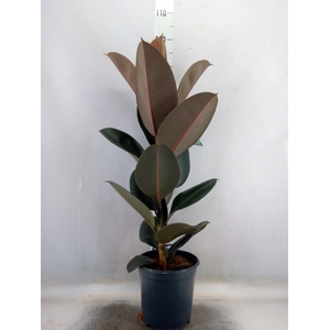 Ficus elastica 'Abidjan'