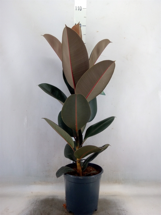 <h4>Ficus elastica 'Abidjan'</h4>