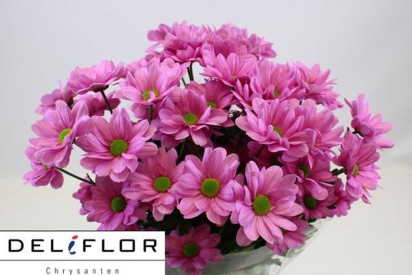 <h4>CHR T GRAND PINK</h4>