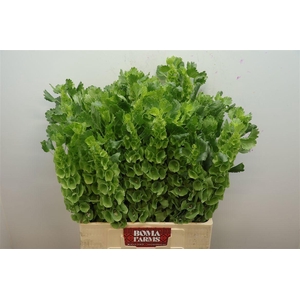 MOLUCCELLA STUK