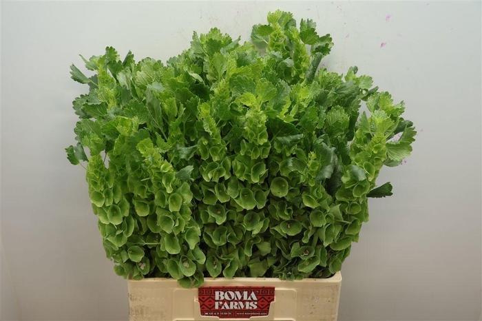<h4>MOLUCCELLA STUK</h4>