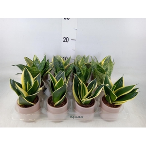 Arr.   Kamerplant Groen L%