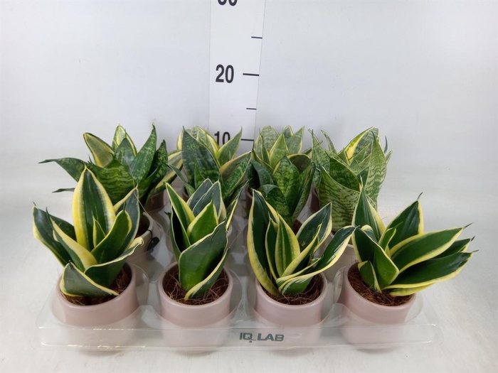 <h4>Arr.   Kamerplant Groen L%</h4>