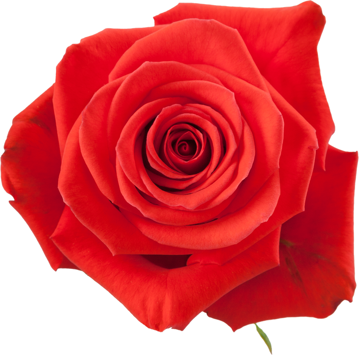 <h4>R GR NINA Tessa</h4>