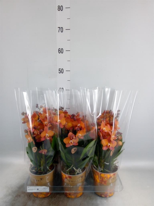 <h4>Phalaenopsis multi. 'Ant Las Vegas'</h4>