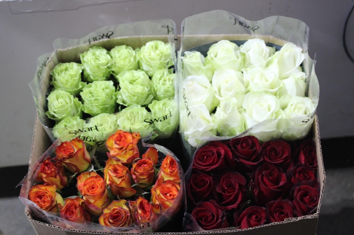 <h4>ROSA VARIADA 060 CM ESTUFA</h4>