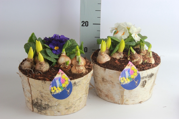 <h4>ARR BOL KNOLGEWAS</h4>