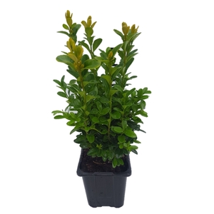 Buxus sempervirens