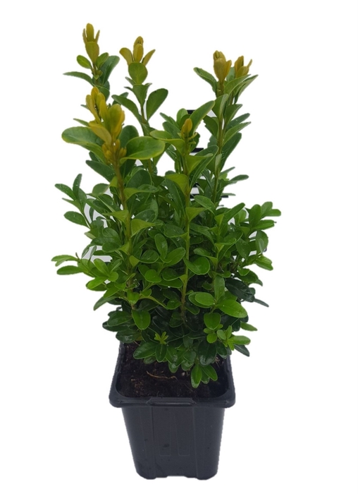 <h4>Buxus sempervirens</h4>