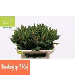 <h4>Chelone Obliqua GE Op Hof</h4>