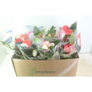 ANTHURIUM VARIADO P15