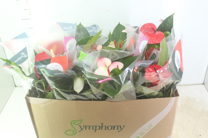 <h4>ANTHURIUM VARIADO P15</h4>