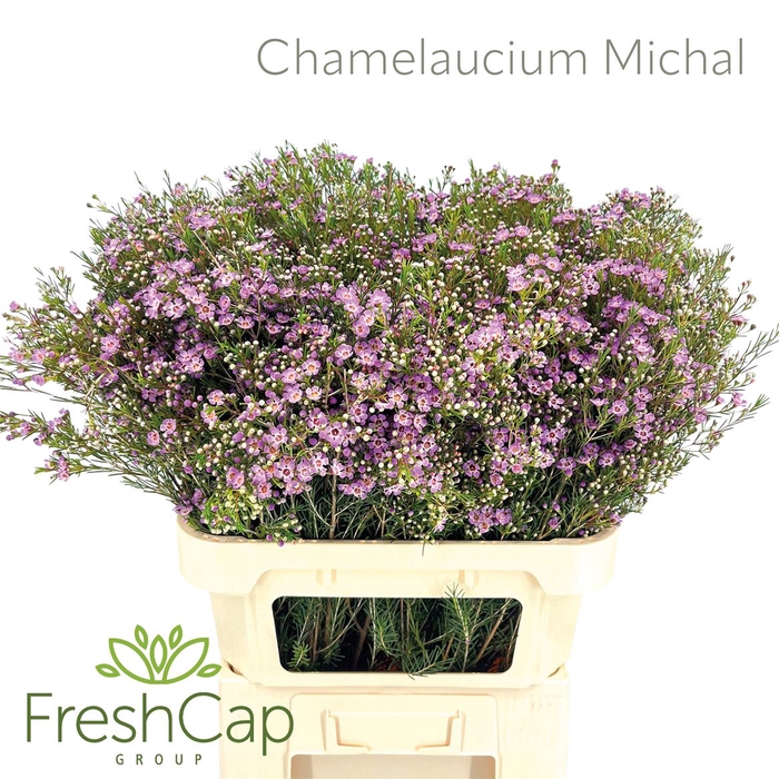 Chamelaucium Michal