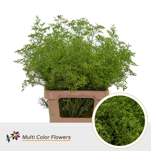 Limonium Beltlaard Groen Appel