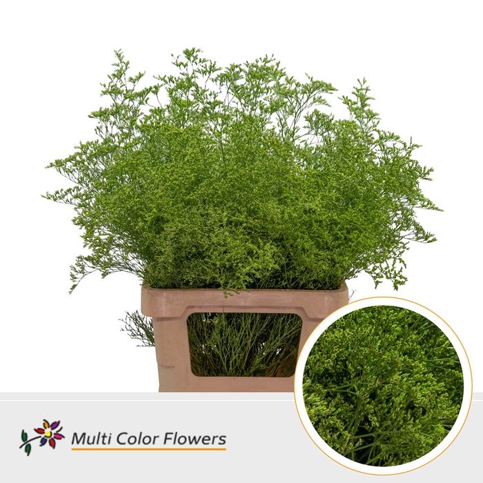 <h4>Limonium Beltlaard Groen Appel</h4>