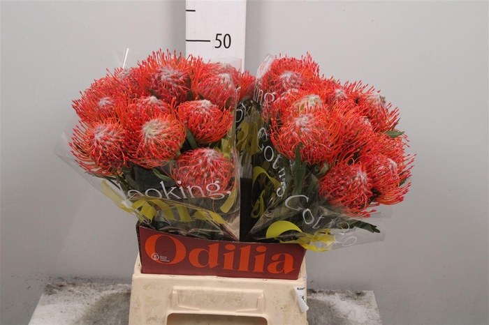 <h4>Leuco Tango</h4>