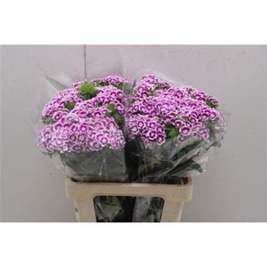 Di Barb Aldo Procida