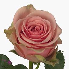 <h4>R GR GERALDINE</h4>