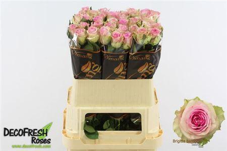 <h4>R Gr Brigitte Bardot</h4>