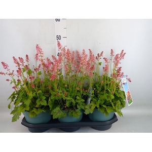 Heucherella  'Pink Revolution'