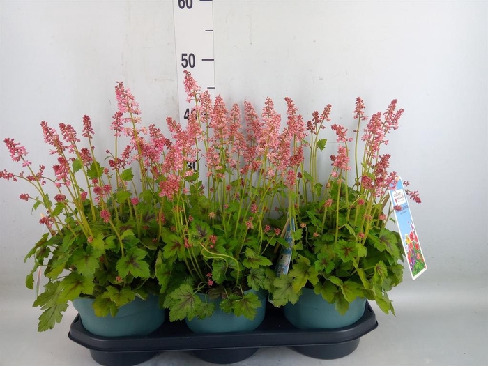 <h4>Heucherella  'Pink Revolution'</h4>