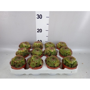 Sempervivum   ...