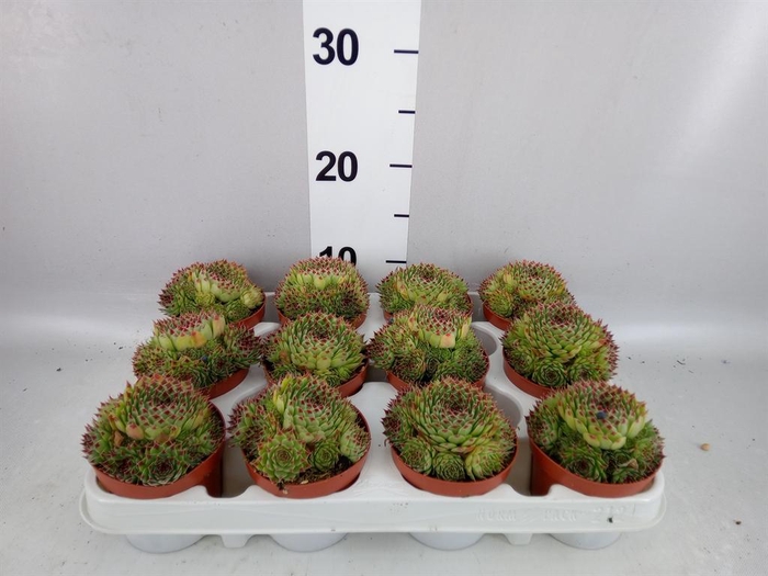<h4>Sempervivum   ...</h4>