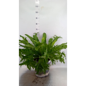 Asplenium antiquum 'Leslie'