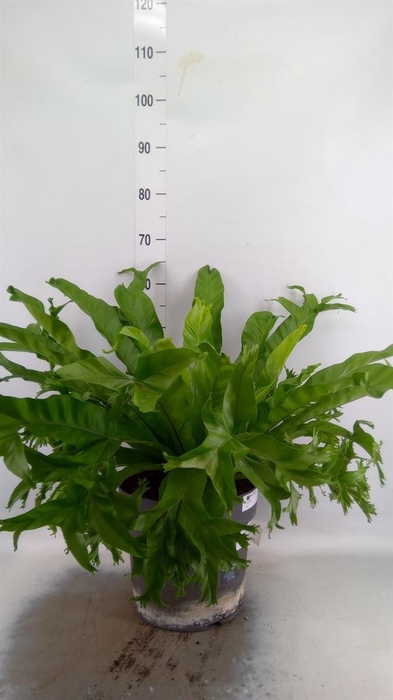 <h4>Asplenium antiquum 'Leslie'</h4>