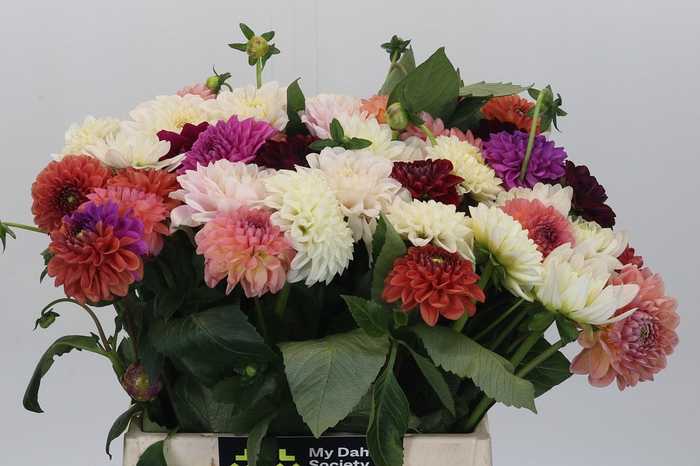 Dahlia Gemengd in bos