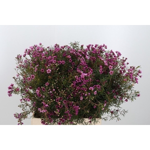 Chame Un Gra Jupiter