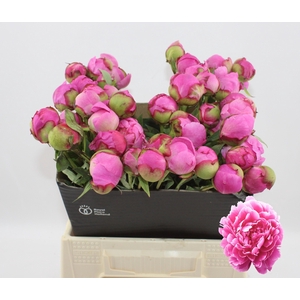 Alexander Fleming 40cm 2-3