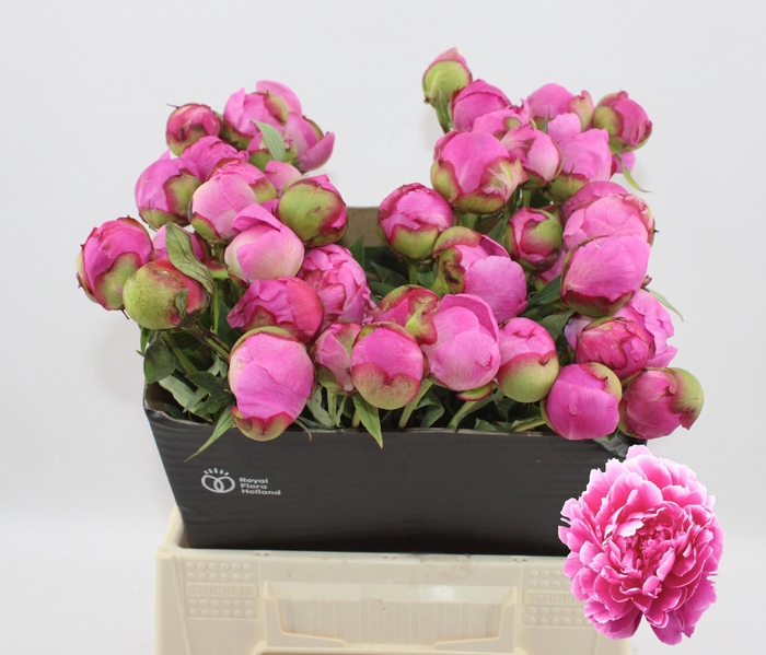 <h4>Alexander Fleming 40cm 2-3</h4>