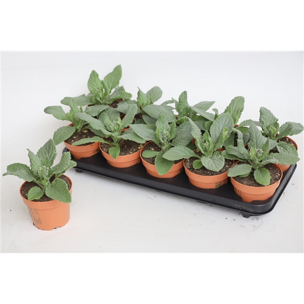 <h4>Borage Look&Taste</h4>