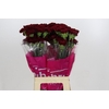 Dianthus St Zurigo
