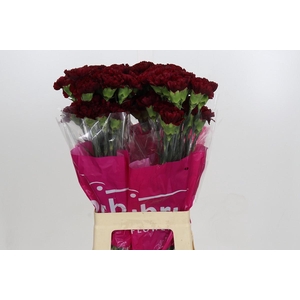 Dianthus St Zurigo
