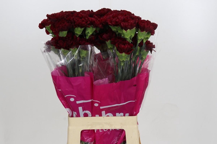 <h4>Dianthus St Zurigo</h4>