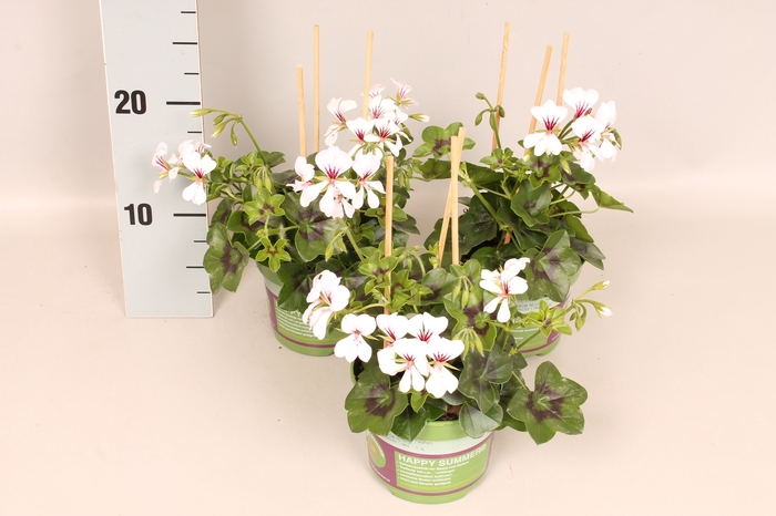 <h4>Pelargonium peltatum Balcon Polar</h4>