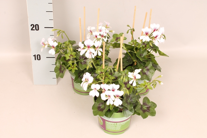 Pelargonium peltatum Balcon Polar