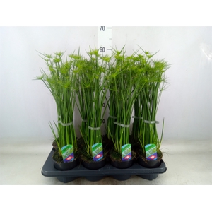 Cyperus haspan