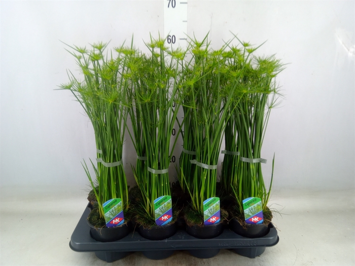 <h4>Cyperus haspan</h4>
