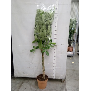 Pachira aquatica