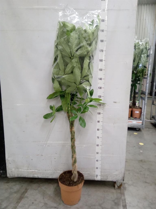 <h4>Pachira aquatica</h4>