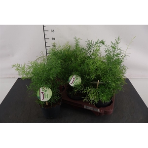 Asparagus 12 Cm. P. Cwebe