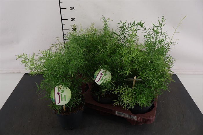 <h4>Asparagus 12 Cm. P. Cwebe</h4>